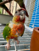 Green Cheek Conure Baby